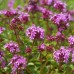 THYMUS SERPYLLUM SEEDS - CREEPING THYME / WILD THYME / BRECKLAND THYME - 250 SEEDS