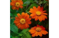 TITHONIA GOLDFINGER SEEDS - MEXICAN SUNFLOWER SEEDS - ORANGE FLOWERS - 100 SEEDS