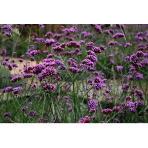 VERBENA BONARIENSIS SEEDS - ARGENTINIAN VERVAIN - 100 SEEDS