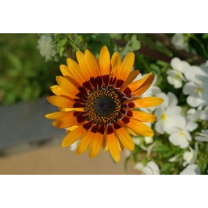 VENIDIUM FASTUOSUM CAPE DAISY ORANGE PRINCE SEEDS - ORANGE FLOWERS 100 SEEDS