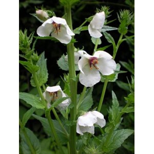 VERBASCUM BLATTARIA ALBIFLORUM WHITE  - 250 SEEDS