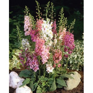 VERBASCUM PHOENICEUM HYBRID MIX SEEDS - MIXED COLOUR FLOWERS - 250 SEEDS