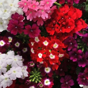 VERBENA HYBRIDA PENDULA MIX SEEDS - 100 SEEDS