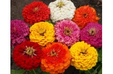 ZINNIA ELEGANS DAHLIA MIX SEEDS - MIXED COLOUR DOUBLE FLOWERS - 100 SEEDS