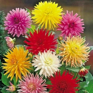 ZINNIA GIANT CACTUS FLOWERED MIX  - 100 SEEDS 