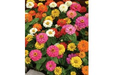 ZINNIA ELEGANS THUMBERLINA MIX SEEDS - MIXED COLOUR FLOWERS - 100 SEEDS