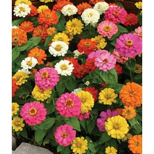 ZINNIA ELEGANS THUMBERLINA MIX SEEDS - MIXED COLOUR FLOWERS - 100 SEEDS